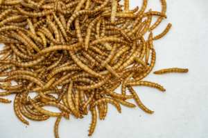 Vers de farine séchés, nourriture pour animaux riche en protéines pour oiseaux, poissons, chiens et petits animaux - 60% de protéines, 100% naturel - Product Image 4