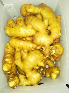 <span class=keywords><strong>2025</strong></span> gừng tươi người mua nhà sản xuất lá sen gừng hạt giống cho trồng trong các trang trại - Product Image 5