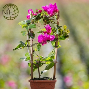 <span class=keywords><strong>NIF</strong></span> Venta caliente mejor calidad escalera de bambú orquídea enrejado para plantas pequeñas - Product Image 6