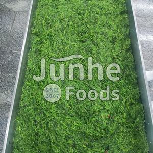 <span class=keywords><strong>Algues</strong></span> Wakame biologiques de qualité supérieure Chine aliments verts frais/séchés <span class=keywords><strong>algues</strong></span> hypocaloriques - Product Image 5