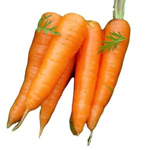 fresh carrot from turkey top quality fresh carrots customizable