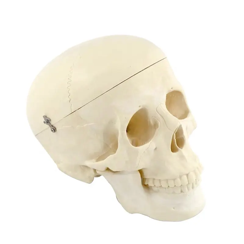 Cabeza de maniquí Esqueleto de cráneo humano modelo de cráneo humano Modelo de cráneo en miniatura humano de plástico anatómico avanzado