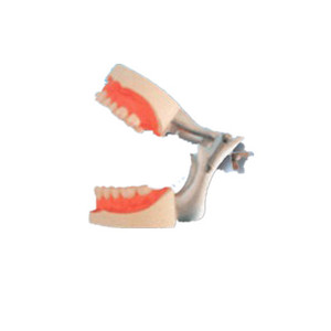 Oclusor, modelo de mordida bucal: una reproducción realista de la estructura de la cavidad oral <span class=keywords><strong>humana</strong></span> - Product Image 1