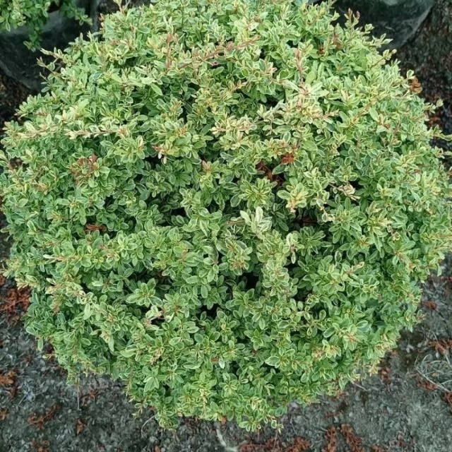 berberis aristata indian barberry plant