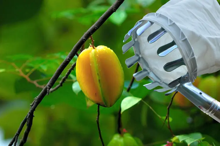 Telescopische Handgreep Paal Tuin Oogst Fruit Plukgereedschap Mand Boom Fruitplukker Met Paal