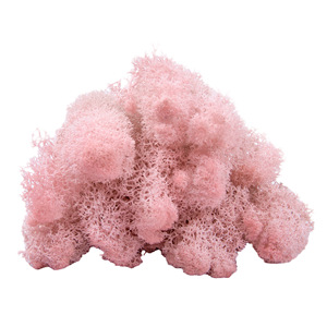 AYOYO Last 5 Years Wall Design <strong>Moss</strong> Wall Real Natural Stabilized <strong>Moss</strong> Preserved <strong>Bun</strong> Pole <strong>Moss</strong> - Product Image 5