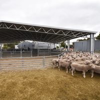 Paneles Portátiles Galvanizados para Ovejas y Cabras, Suministro de Fábrica, Panel de Cerca Removible para Ovejas/Cabras