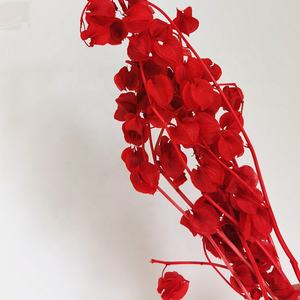 <span class=keywords><strong>Fiori</strong></span> di <span class=keywords><strong>campana</strong></span> conservati naturali reali variopinti all'ingrosso della <span class=keywords><strong>campana</strong></span> della frutta della <span class=keywords><strong>campana</strong></span> per la disposizione floreale - Product Image 3