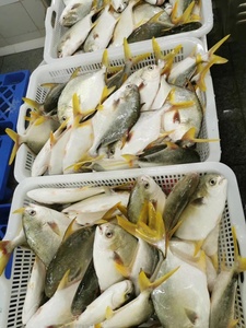 IQF congelato cina dorato <span class=keywords><strong>Pompano</strong></span> intero rotondo pesce Pomfret dorato - Product Image 2
