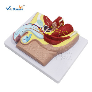 Modèle anatomique naturel du système urinaire masculin, aide pédagogique détachable pour les organes urinaires humains - Product Image 5