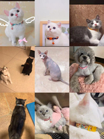 UFBemo — ensemble de 2 pièces en Polyester anti-lumière pour chiot, avec collier clochette et accessoires pour animaux de compagnie