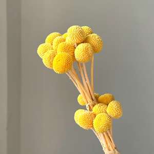 Fleurs de Craspedia naturelles séchées et préservées, boules dorées <span class=keywords><strong>pour</strong></span> la décoration florale de la maison, des tables de mariage - Product Image 5