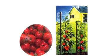 <span class=keywords><strong>Tomates</strong></span> Spirale <span class=keywords><strong>de</strong></span> Croissance Enjeux Végétaux - Product Image 5