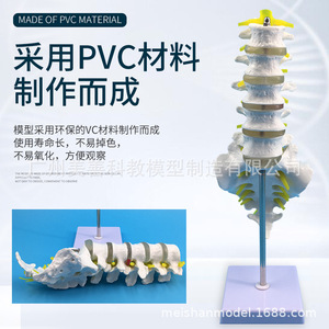 Modèle de vertèbres lombaires à cinq segments, modèle de coccyx, modèle de colonne vertébrale, modèle de squelette humain grandeur nature, disque intervertébral fémoral. - Product Image 3