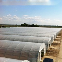 Serre en plastique à tunnel à simple portée pour la culture des fraises, agriculture