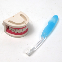 Modèle d'anatomie de la science médicale dentaire pratique faux orthodontique 20 modèle de dent humaine modèle de dents de démonstration humaine