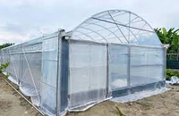 Serre agricole à haut tunnel de grande taille pour la culture de tomates