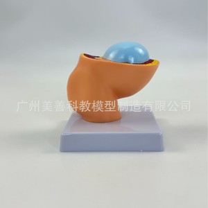 Modelo de pelvis femenina pequeña con modelo de feto a termen; modelo de embrión uterino fetal de nueve meses. - Product Image 3