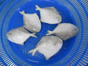 Buen precio Frozen Pomfret Fish White Pomfret Fish Chinese Pomfret Fish - Product Image 3