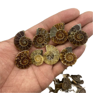 Mini Madagascar Ammoniet Fossiel Half Paar-Natuurlijk Gepolijst Ammoniet Fossiel Exemplaar Voor Collectie Home Decor Cadeau - Product Image 2