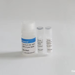 Tampon de lyse <span class=keywords><strong>RIPA</strong></span> (fort) - Product Image 1