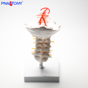 نموذج لـ 7 فصوص عنقية بشرية مع القرص الفقري الخلفي للعنق والأعصاب وشريان الرقبة - Product Image 5