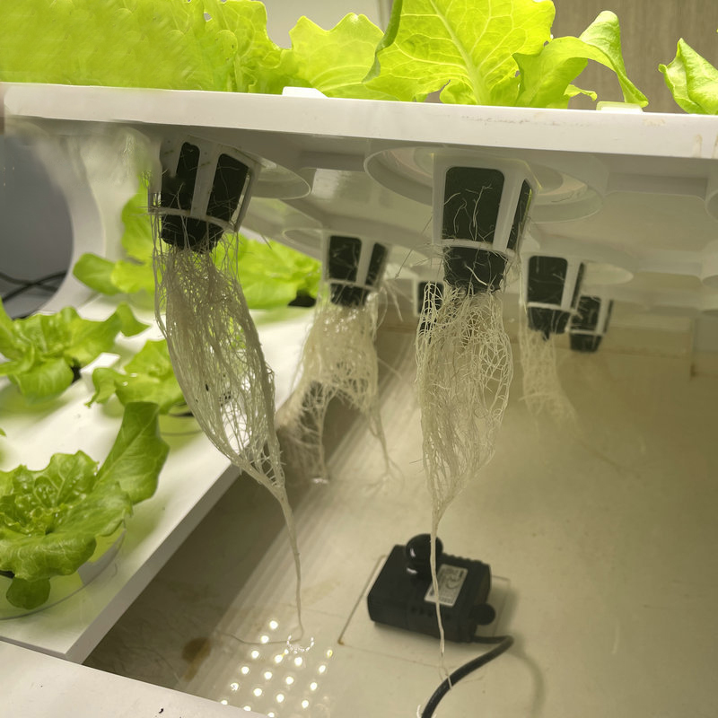 Garden Bee Lettuce Hydroponic Coco Block
