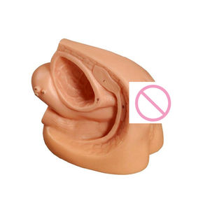 Modèle d'organes génitaux internes et externes masculins à bord, modèle de soins infirmiers par cathétérisme urétral - Product Image 2