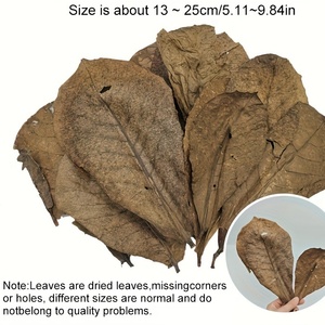 Jeneca Accessoires d'aquarium en bois naturel Terminalia Indian Amande Feuille d'<span class=keywords><strong>olivier</strong></span> Fish Tank Paysage Lit de feuilles en bois respectueux des poissons - Product Image 3
