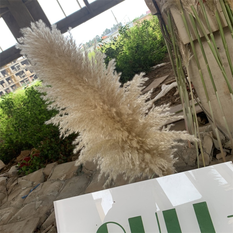 base for pampass grass