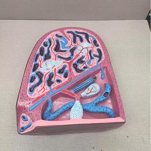 Menschliches Milz-Strukturmodell für Histologie und Anatomie - Lehrmittel für Histologie - Product Image 3