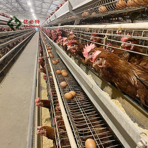 Cages à poulets automatiques à immersion à chaud de <span class=keywords><strong>type</strong></span> <span class=keywords><strong>A</strong></span> fournies par l'usine Système de ponte de batterie Équipement de ferme de poulet Mangeoires pour animaux - Product Image 5