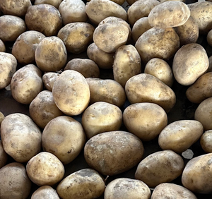 Nueva cosecha fresca de grado superior de alta nutrición certificada <span class=keywords><strong>Patatas</strong></span> blancas y rojas proveedor mayorista - Product Image 6