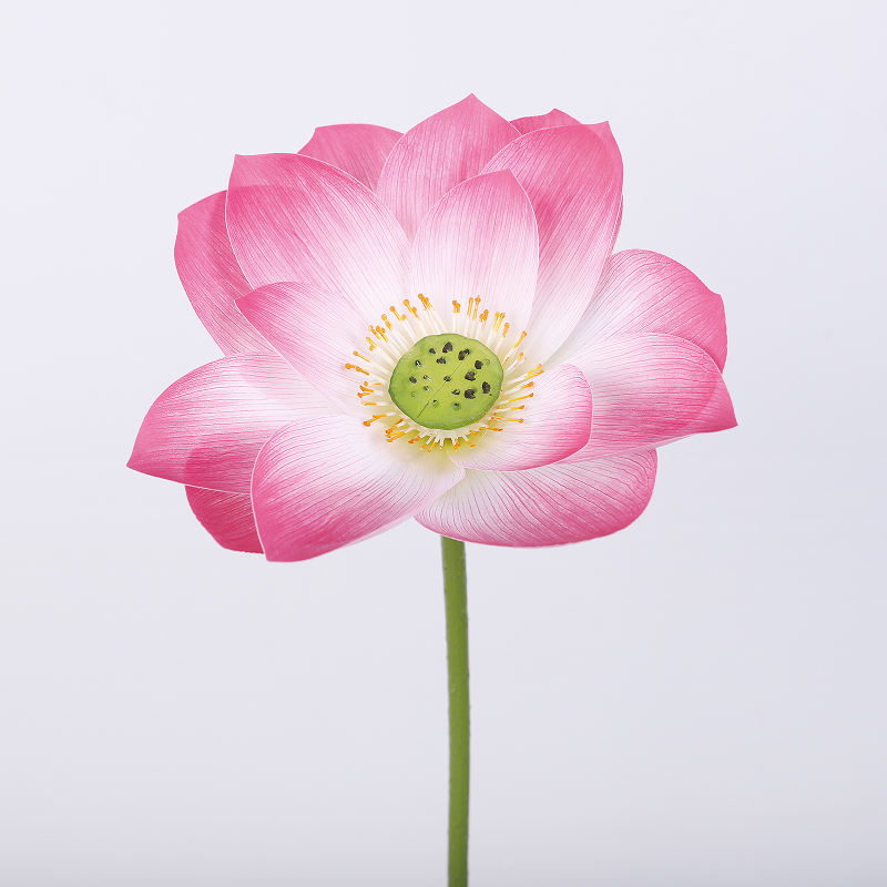 ดอกบัว-S-ชมพูเข้ม