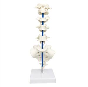 ADA-A1220กระดูกสันหลังทั่วไป7ชิ้นติดตั้งบนฐานกระดูกสันหลังทั่วไปสำหรับวิทยาศาสตร์การแพทย์ - Product Image 1