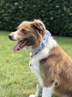 Collier pour chien et chat en coton doux et confortable avec nœud papillon, style unique, cadeau pour animaux de compagnie, 6 tailles