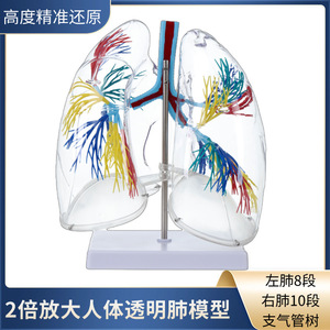 Modèle de poumon, modèle d'anatomie transparente du segment pulmonaire, structure du système bronchique des poumons gauche et droit, enseignement du système respiratoire - Product Image 2