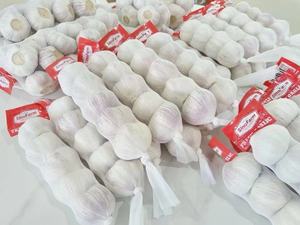 <span class=keywords><strong>Ail</strong></span> frais, petit emballage, 2/3/4/10 pièces par sac en filet/500g/1kg par sac en filet, qualité <span class=keywords><strong>A</strong></span>, sac en filet ventilé pour la vente au détail en supermarché - Product Image 4