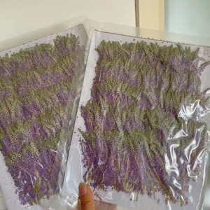 12 pièces/sac <span class=keywords><strong>Jacinthe</strong></span> japonaise pour cadre photo de mariage, fabrication de bougies en résine époxy, fleurs pressées - Product Image 6
