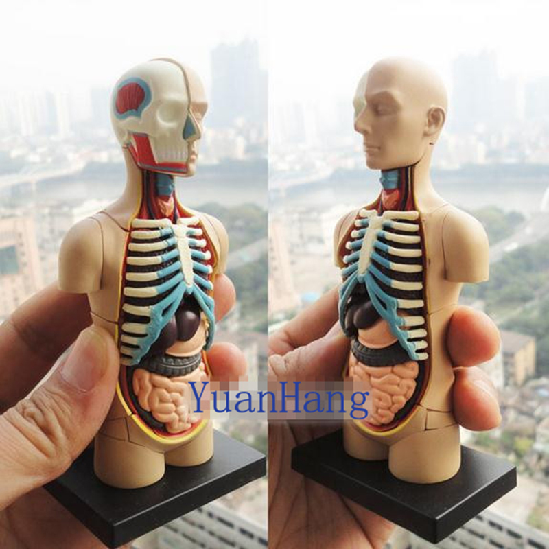 4D Master Human Torso Model - Medical Anatomy Puzzle Toy