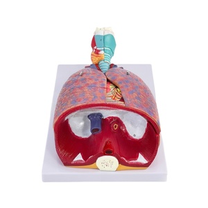 Modèle d'anatomie du système respiratoire-Structure du larynx, des poumons et du cœur avec indicateurs étiquetés pour l'enseignement médical et l'étude <span class=keywords><strong>clinique</strong></span> - Product Image 2