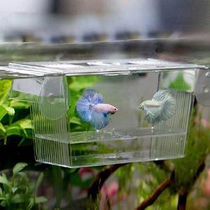 Boîte d'isolation en acrylique transparent pour élevage de poissons, <span class=keywords><strong>Betta</strong></span> Fish Aquarium incubateur d'éclosion maison de <span class=keywords><strong>poisson</strong></span> - Product Image 3