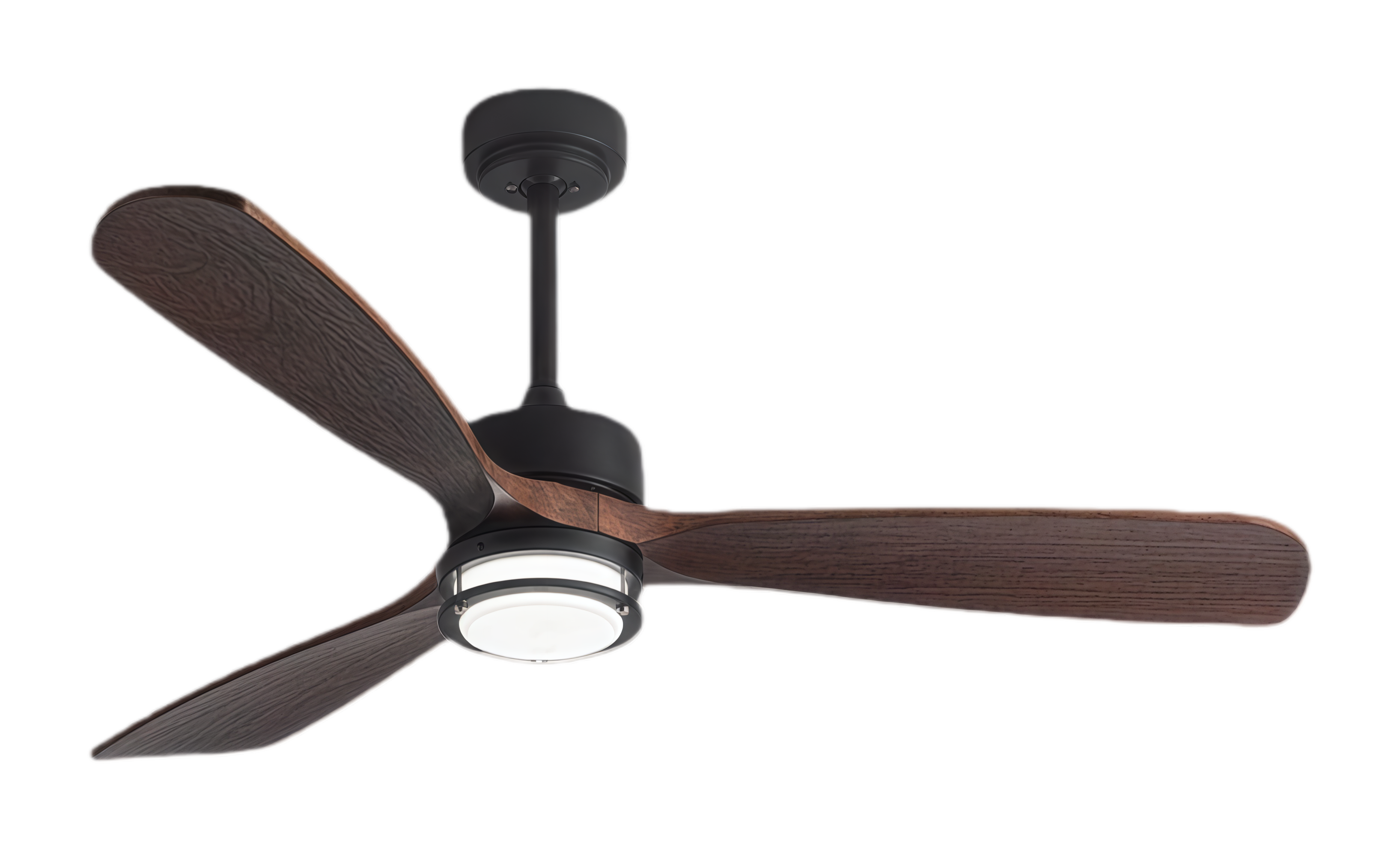 วอลนัทดำ