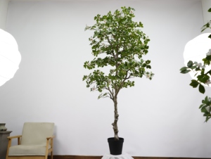 Arbre artificiel de gardénia <span class=keywords><strong>en</strong></span> crêpe de <span class=keywords><strong>jasmin</strong></span>, 190 cm de haut, plante <span class=keywords><strong>en</strong></span> <span class=keywords><strong>pot</strong></span> pour sol, simulation de verdure pour la décoration intérieure et extérieure du salon - Product Image 1