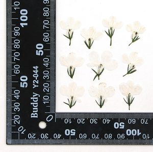 Autocollants de bordure écologiques en fleurs séchées et pressées de <span class=keywords><strong>Lobelia</strong></span> Erinus pour la Saint-Valentin et Noël, idéaux pour les créations en résine époxy - Product Image 6