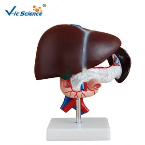 Liver Pancreas and Duodenum Model Liver Pancreas and Duodenum Model