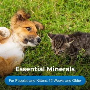 Complément alimentaire pour la vision des chats certifié GMP avec huile <span class=keywords><strong>de</strong></span> <span class=keywords><strong>foie</strong></span> <span class=keywords><strong>de</strong></span> <span class=keywords><strong>morue</strong></span> pour maintenir l'intégrité et la structure <span class=keywords><strong>de</strong></span> l'œil, service OEM - Product Image 2