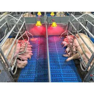 Europese Type Pig Farm Apparatuur Zeug Kooi