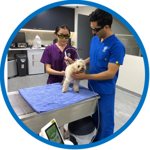 Dimed Hot Populaire Cherylas 1470nm 15W Diode Lasersysteem Voor Veterinaire Therapie En Dierenartspraktijken - Product Image 6