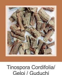 Gulvel / Giloe / Indian TINOSPORA CORDIFOLIA Natural Giloy Stem Cordifolia Tinospora a buen precio - Product Image 2
